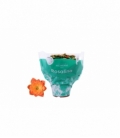 Kalanchoe