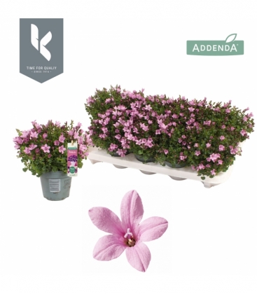 Campanula