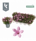 Campanula