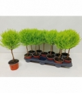 Cupressus