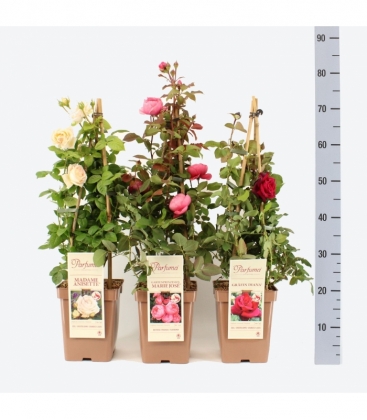 Rosa