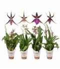 Brassia