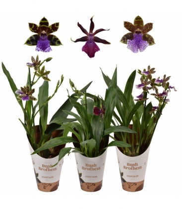 Zygopetalum