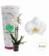 Phalaenopsis