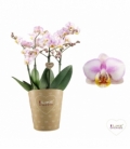 Phalaenopsis