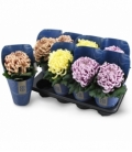 Chrysanthemum