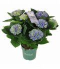 Hydrangea