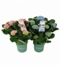 Hydrangea