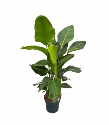 Strelitzia