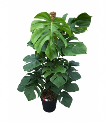 Monstera