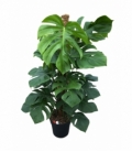 Monstera