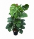 Monstera