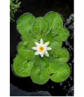 Nymphaea