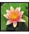Nymphaea