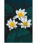 Nymphaea