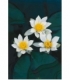Nymphaea