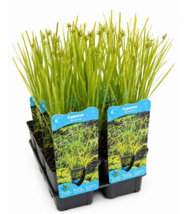 Cyperus