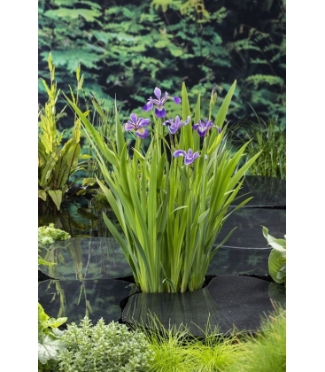 Iris
