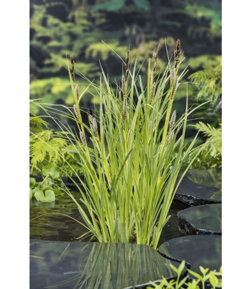 Carex