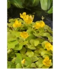 Lysimachia