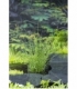 Juncus