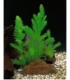 Ceratophyllum