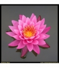 Nymphaea