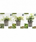 Hedera
