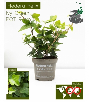 Hedera