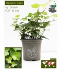Hedera
