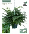 Asplenium