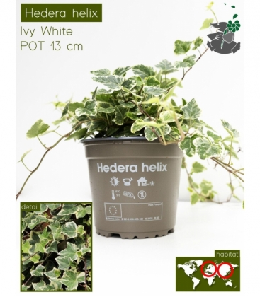 Hedera