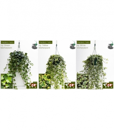 Hedera