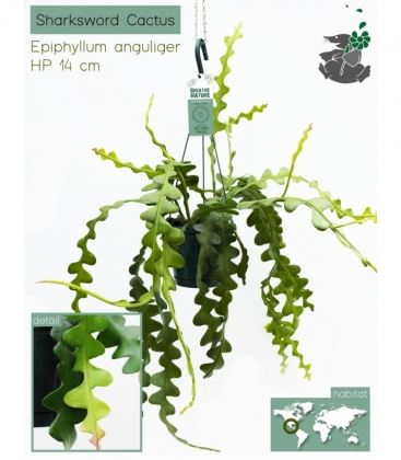 Epiphyllum