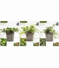 Hedera