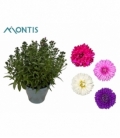 Aster