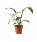 Rhaphidophora