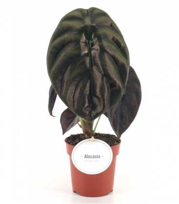 Alocasia