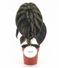 Alocasia