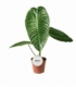 Anthurium