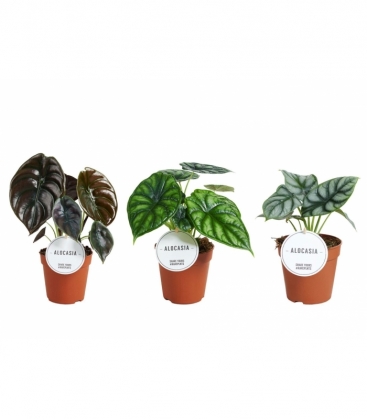 Alocasia