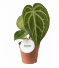 Anthurium