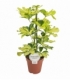 Schefflera
