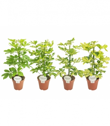 Schefflera