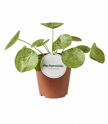 Pilea