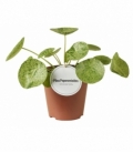 Pilea