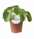 Pilea