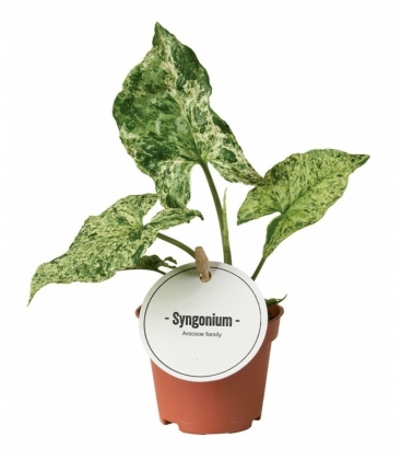 Syngonium