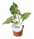 Syngonium