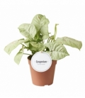 Syngonium